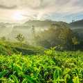 Exploring the Fascinating History of Coffee Cultivation