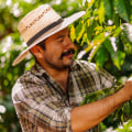 Exploring Fair Trade and Organic Coffee Options